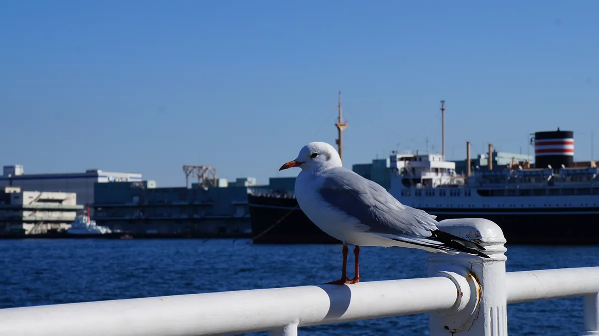bird